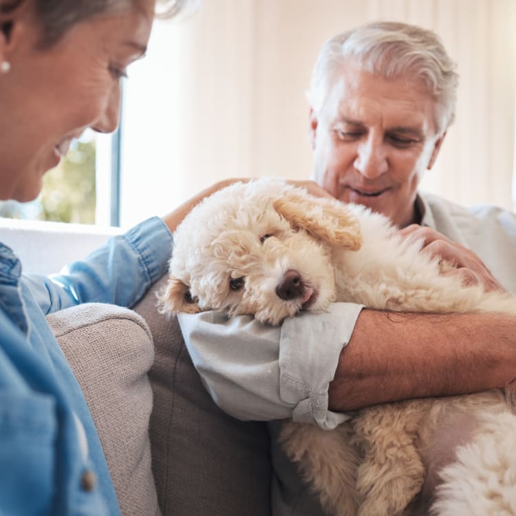 Chemotherapy, Coastal Care Veterinary Emergency & Referral Hospital